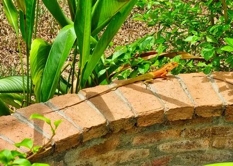 Lizard Sunbathing on a Brick Wall in Phuket Stock Photos