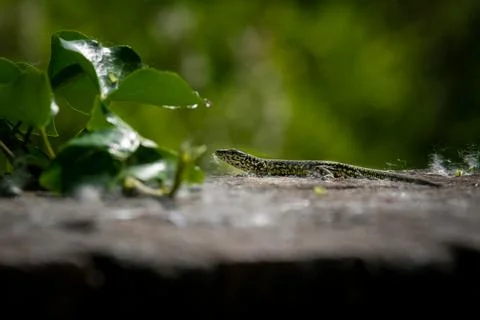A lizard sunbathing by itself (macro) Stock Photos