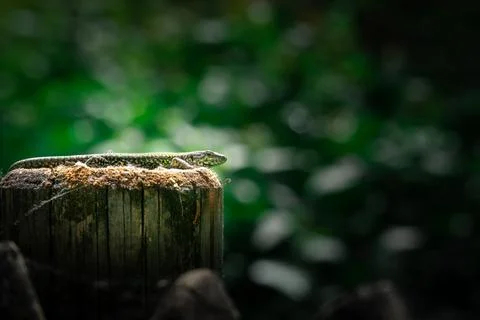 A lizard sunbathing by itself (macro) Stock Photos