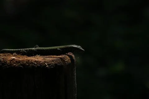 A lizard sunbathing by itself (macro) Stock Photos