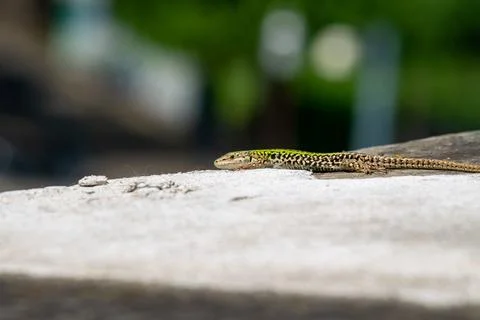 A lizard sunbathing by itself (macro) Stock Photos