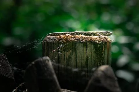 A lizard sunbathing by itself (macro) Stock Photos