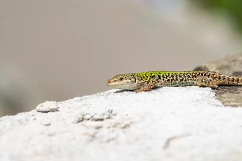 A lizard sunbathing by itself (macro) Stock Photos