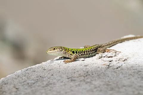 A lizard sunbathing by itself (macro) Stock Photos