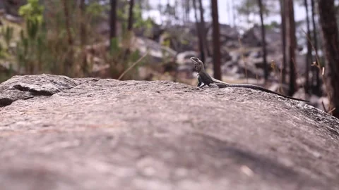 A lizard sunbathing on mountainous rocks Stock Footage 143304743