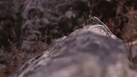 A lizard sunbathing on mountainous rocks Stock Footage 143304755