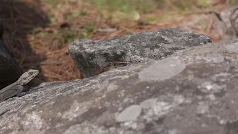 A lizard sunbathing on mountainous rocks Stock Footage 143304774
