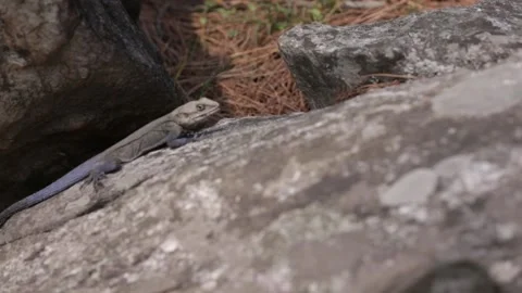 A lizard sunbathing on mountainous rocks Stock Footage 143304796