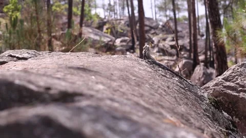 A lizard sunbathing on mountainous rocks 動画素材 143304997