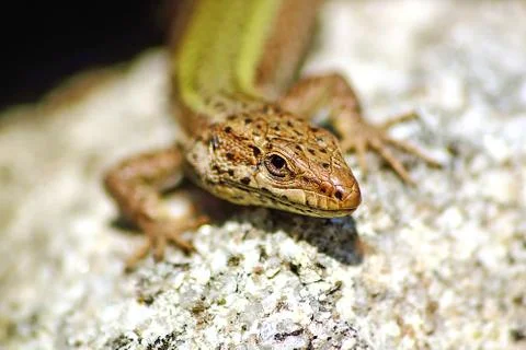 Lizard sunbathing Stock-Fotos