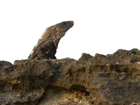 Lizard sunbathing Stock-Fotos