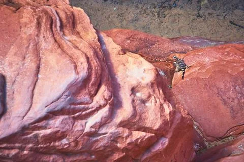 Lizard Sunbathing on Red Rock Sandstone in Desert Landscape Stock Photos