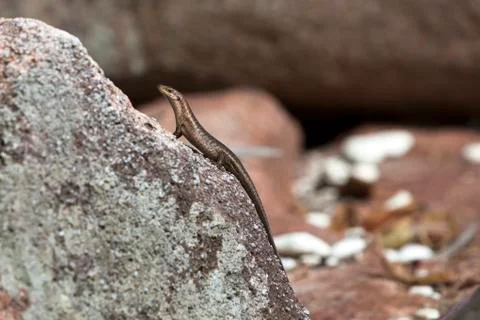Lizard sunbathing at a rock Stock Photos