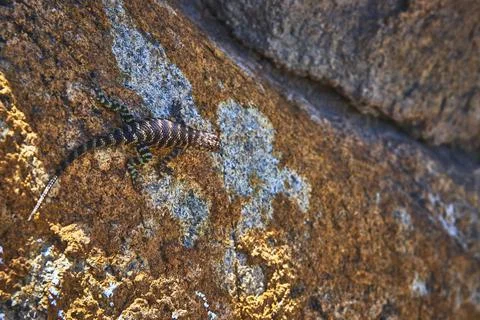 Lizard Sunbathing on Rocky Surface with Natural Texture and Sunlight Stock Photos