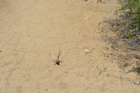Lizard Sunbathing on a Sandy Path in a Desert Landscape During Midday Stock Photos