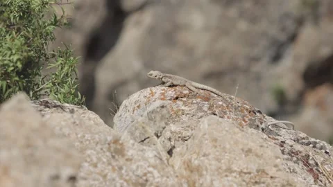 Lizard Sunbathing on Stone in the Desert – Relaxing Wildlife Footage Stock Footage 297893973