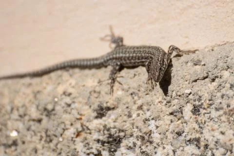 Lizard sunbathing on a stone in Madrid Stock Photos