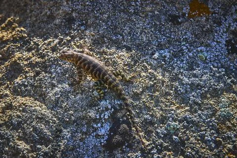 Lizard Sunbathing on Textured Rock Surface in Natural California Habitat Stock Photos