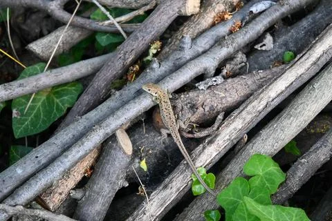 Lizard sunbathing on tree branches, outdoor wildlife Photos