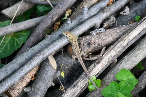 Lizard sunbathing on tree branches, outdoor wildlife Stockfoto's