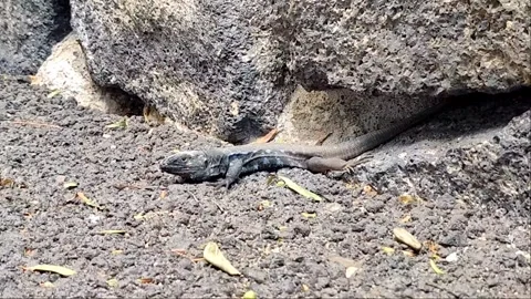 Lizard Sunbathing on Volcanic Soil Near Rock Wall 1080p Video stock 335281445