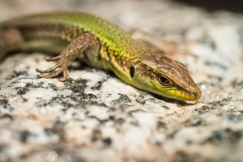 Lizard sunbathing on the white granite Stock Photos