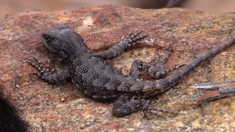 Lizard sunning on a granite rock Stock Footage 114582598