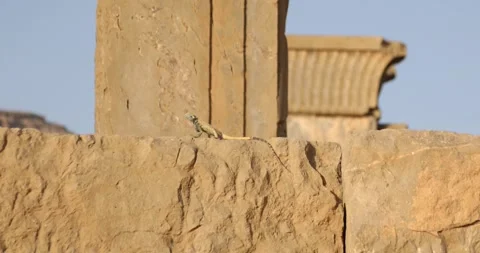 Lizard sunning on Persepolis stone with ancient column in background Stock Footage 320271742