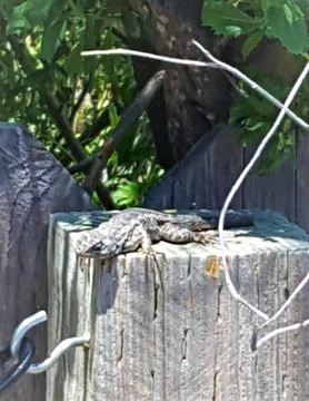 LIZARD SUNNING ON POST Fotos Stock