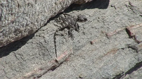 Lizard sunning on a rock. Not graded Stock Footage 46100333