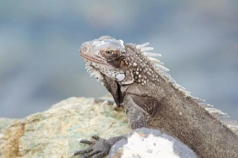 Lizard Sunning on Rock Stock Photos