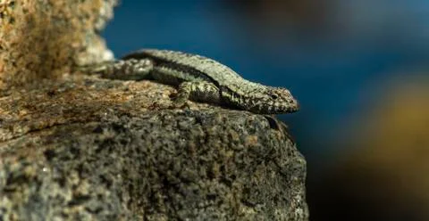 Lizard sunning on a rock Stock Photos