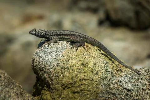 Lizard sunning on a rock Foto stock