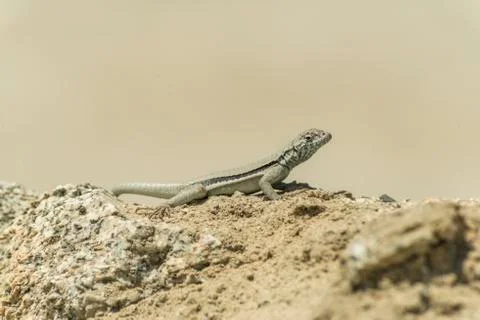 Lizard sunning on a rock Stock Photos