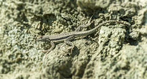Lizard sunning on a rock Stock Photos