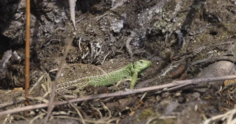 Lizard on a sunny day, 4K slomo Stock Footage 194033294