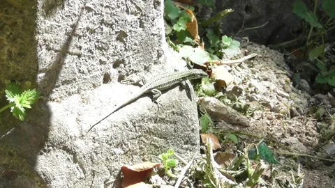 Lizard on a sunny wall part with shadows around Stock Footage 341804976