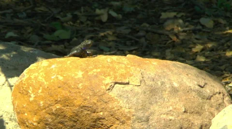 A Lizard Suns Himself Stock Footage 50061150
