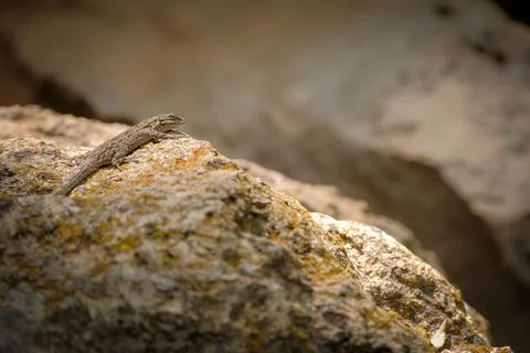 Lizard suns itself on mossy stone near Sedona, Arizona Stock Photos
