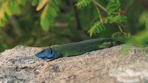 Lizard at sunset. Stock Footage 5589457