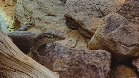 A lizard is swallowing a bug Stock Footage 252620792