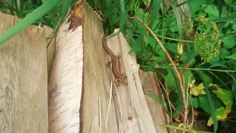 Lizard Takes Solar Baths On The Woods Piled With A Woodpile In Garden Stock-Footage 161185729