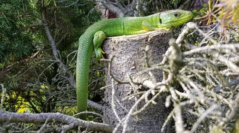 Lizard taking sunlight Stock Photos