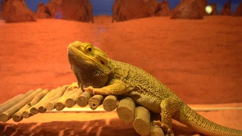 Lizard in tank Stock-Footage 103107461