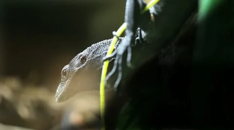 Lizard is taying Stock Footage 10880784