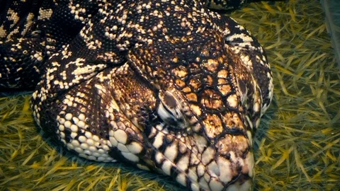 The lizard Tegu lies in the enclosure Stock Footage 120079861