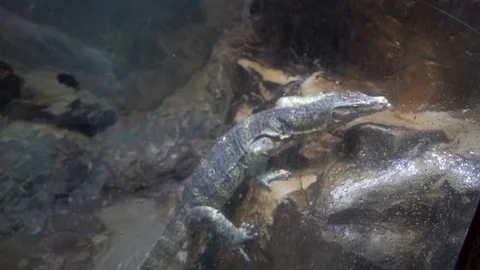 Lizard in the terrarium Stockbeeldmateriaal 103107578