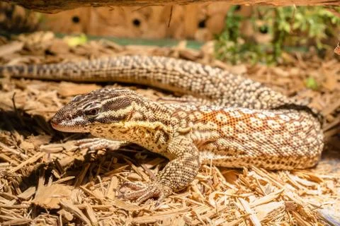 Lizard in the terrarium - leopard gecko Stock Photos
