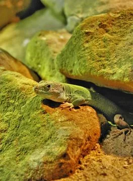 Lizard in the terrarium Stock Photos