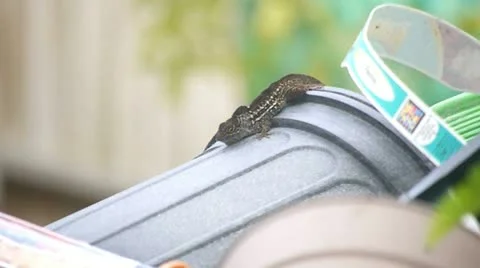 Lizard Territorial Battle 库存影片 11186541